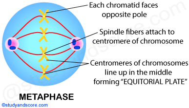 Mitosis, mitotic cell division, metaphase, Equitorial plate, Spindle fibers, sister chromatids